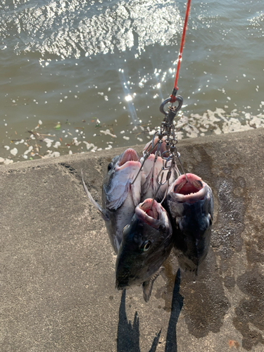 クロダイの釣果