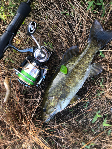 スモールマウスバスの釣果