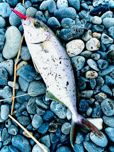 ショゴの釣果