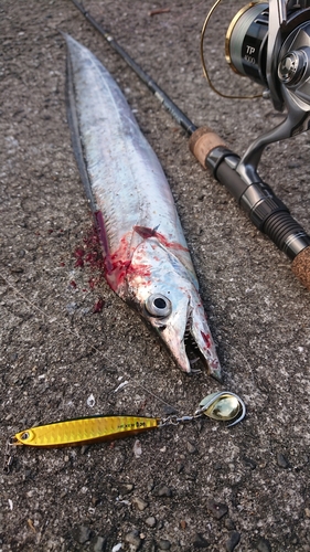 タチウオの釣果