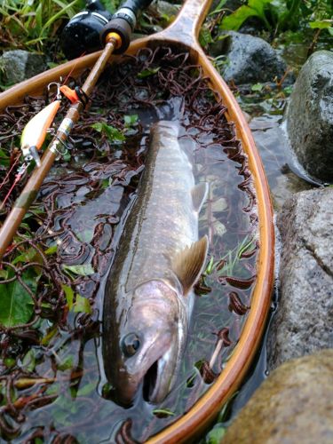 イワナの釣果