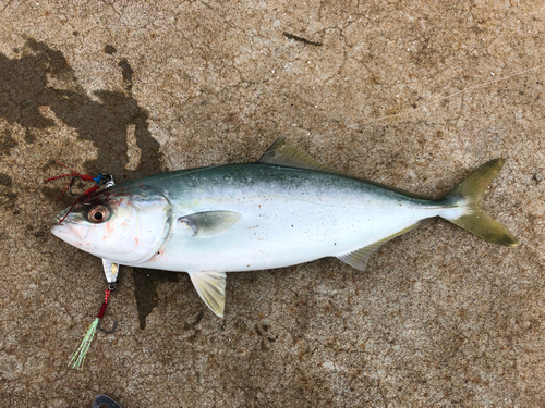 ワカシの釣果