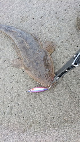 マゴチの釣果