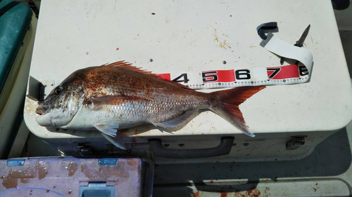 マダイの釣果