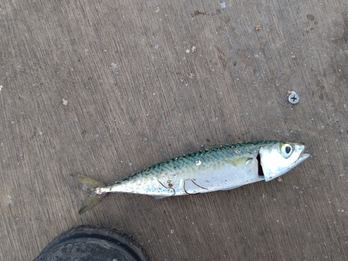 サバの釣果