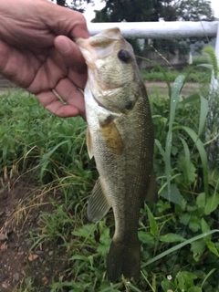 ラージマウスバスの釣果