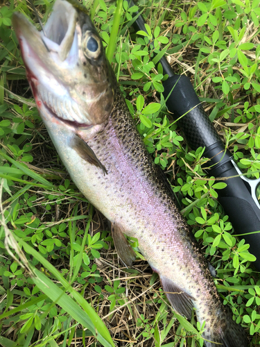 ニジマスの釣果