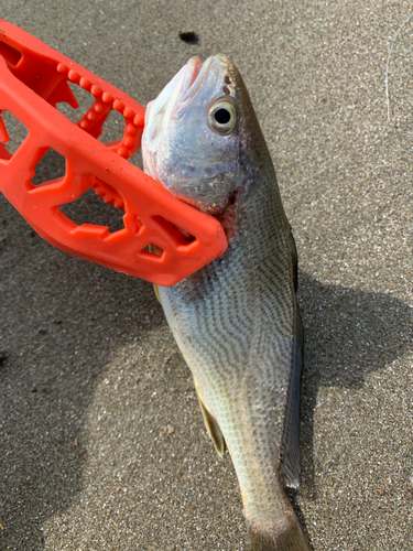 イシモチの釣果