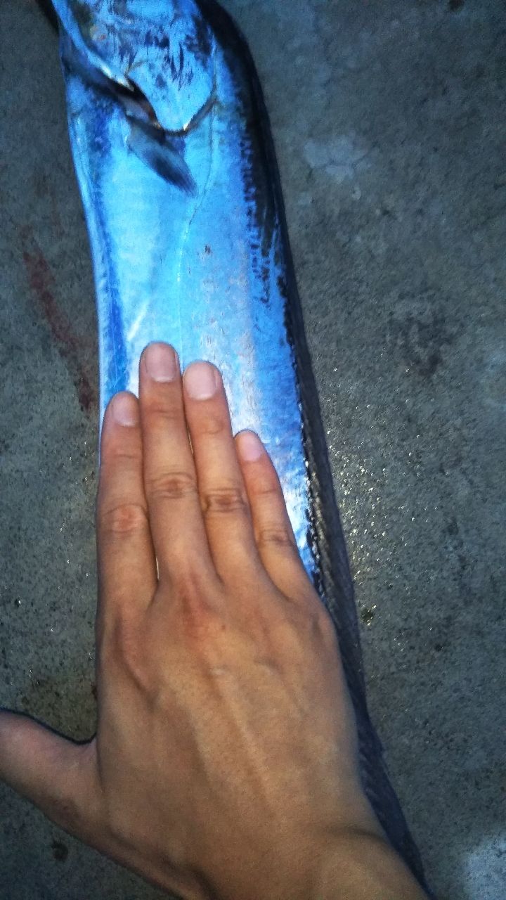 タチウオ