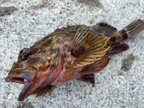 カサゴの釣果