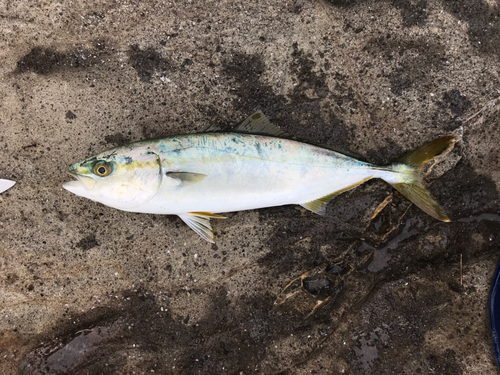 ワカシの釣果