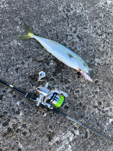 イナダの釣果