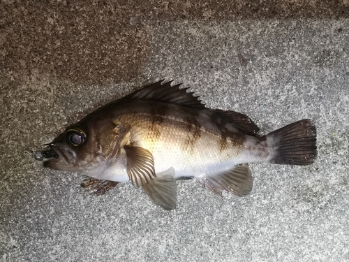 メバルの釣果