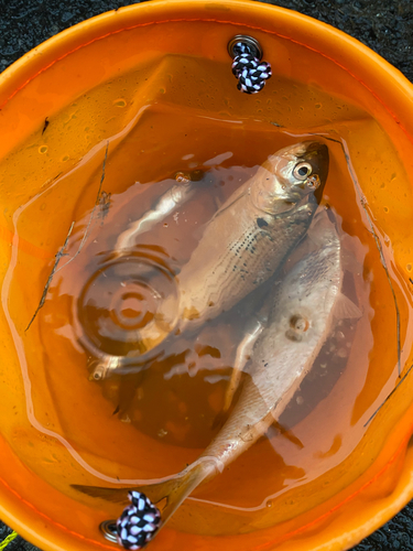 コノシロの釣果