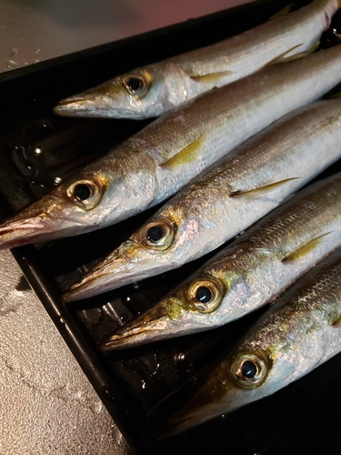 カマスの釣果