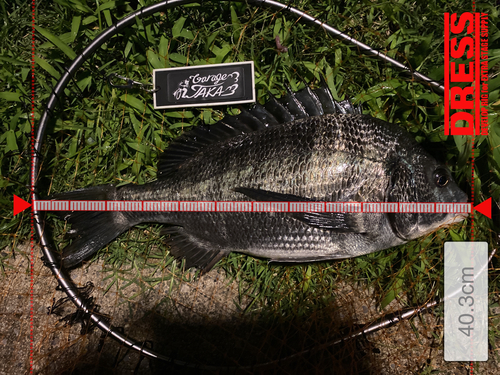 クロダイの釣果