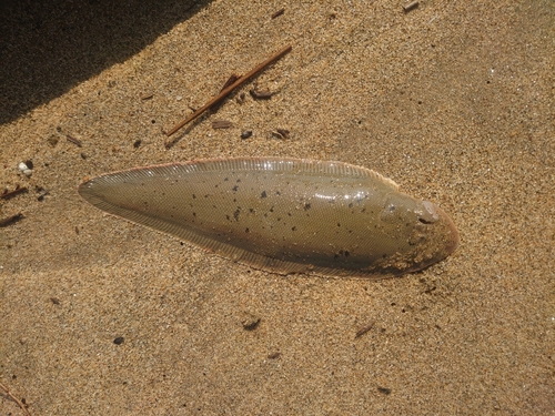 シタビラメの釣果