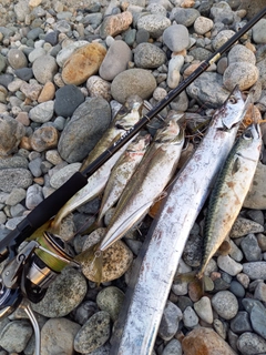 サバの釣果