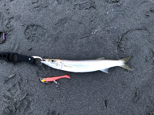 カマスの釣果