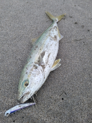 ワカシの釣果