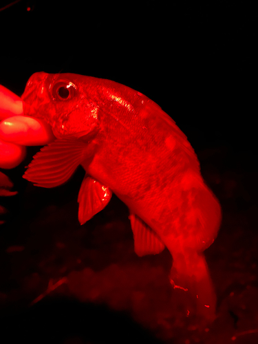 メバルの釣果