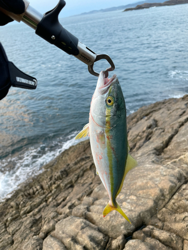 ワカシの釣果