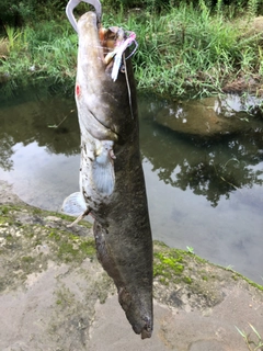ナマズの釣果