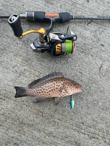 オオモンハタの釣果