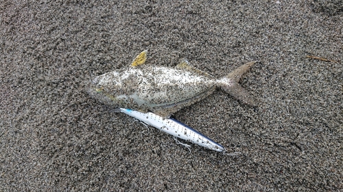 ショゴの釣果