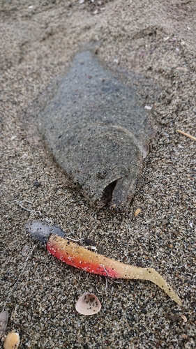 ソゲの釣果