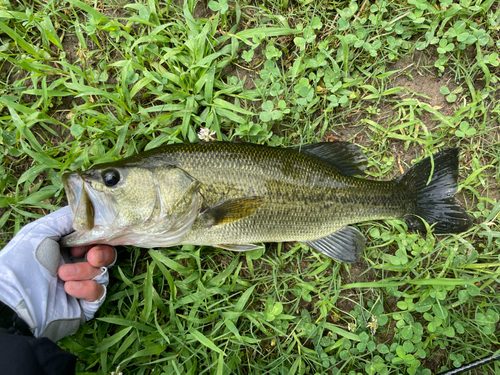 ラージマウスバスの釣果