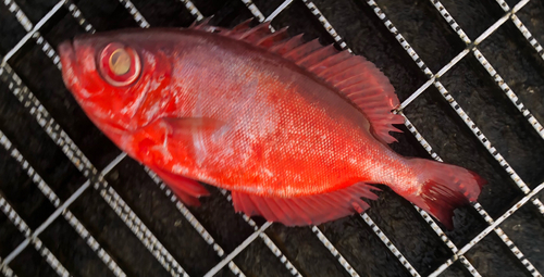 ホウセキキントキの釣果