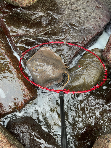 アカエイの釣果