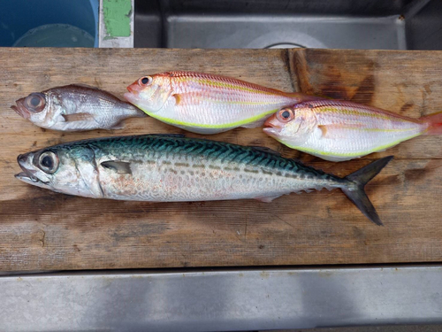 イトヨリダイの釣果