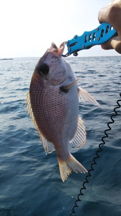 ヘダイの釣果