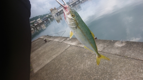 ツバスの釣果