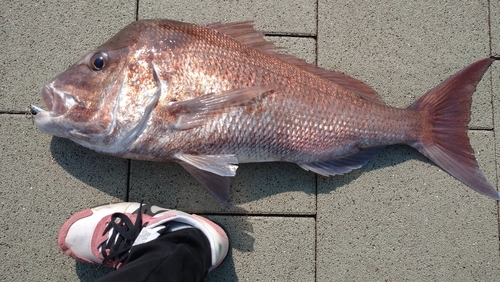 タイの釣果