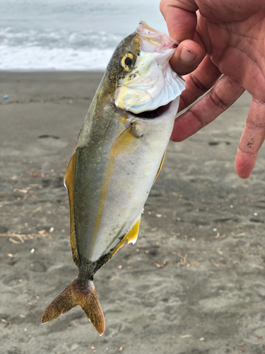 ショゴの釣果