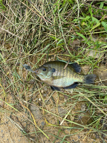 ブルーギルの釣果