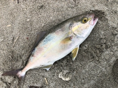 ショゴの釣果