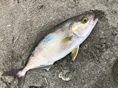 ショゴの釣果