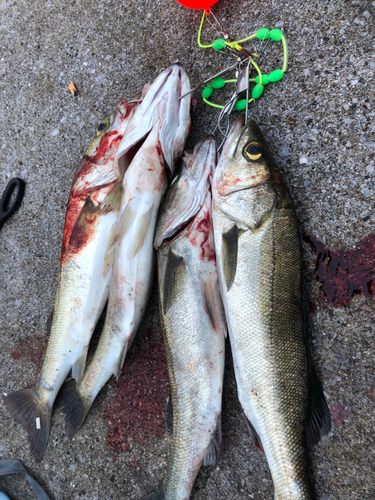 シーバスの釣果