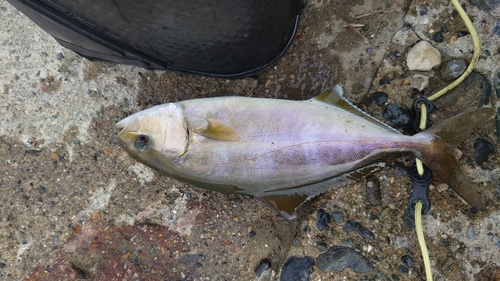 ショゴの釣果