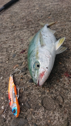 ワカシの釣果