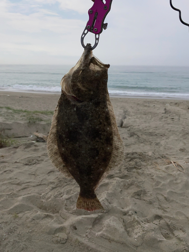 ソゲの釣果