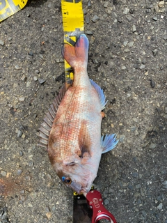 マダイの釣果