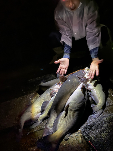 アメリカナマズの釣果