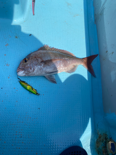 マダイの釣果