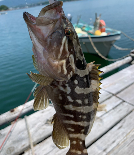 マハタの釣果