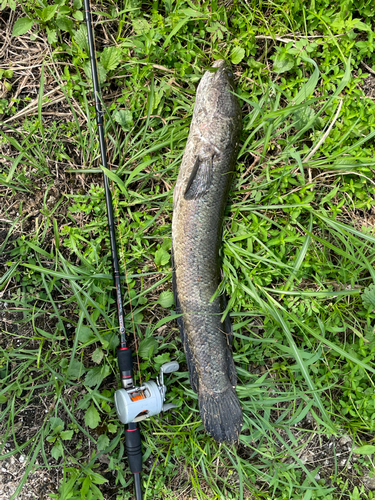 ライギョの釣果